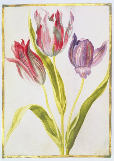 Tulips, c.1675 by Nicolas Robert